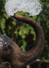 Pin By Urban Love Goddess On Nature Elephant Elephant Love Animals Beautiful