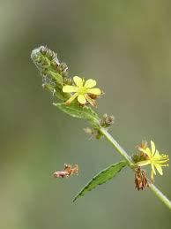 Image result for Triumfetta digitata