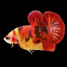 Ca Betta 167 Vip Galaxy Nemo Trong 2020 Betta Ca Betta Koi