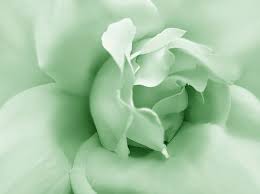 Rainbow aesthetic, aesthetic pictures, aesthetic pastel, couple aesthetic, . Green Pastel Rose Flower By Jennie Marie Schell Mint Green Aesthetic Mint Green Mint Aesthetic