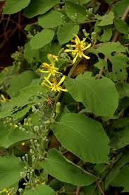 Image result for Grewia olukondae