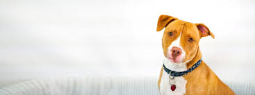 The higher a pet's rarity is, the more tasks you have to complete in order for them to level up to the next growth stage. Home Rutland County Humane Society