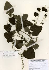 Image result for Cissampelos mucronata