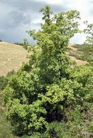 Image result for bigtooth maple