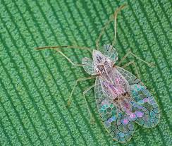 Image result for Pycnostachys ciliata