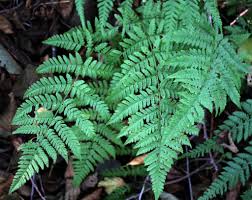 Image result for Cycnium filicalyx