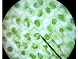 Plant cells have chloroplast needed for the. Cells Objectives Label The Different Parts Of The Cell Describe The Functions Of The Different Parts Of The Cell Compare A Typical Animal Ppt Download