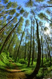 We did not find results for: Pohon Oak Banyak Dijumpai Dan Tumbuh Dengan Baik Di Negara