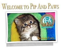 Coming from the maine state in new england, maine coons are popular for their skill in catching rodents. Maine Coons Of Pipandpaws Texas