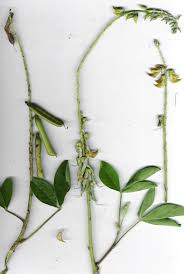 Image result for Crotalaria pallida