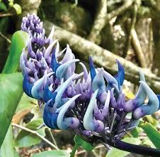 View endemic plants research papers on academia.edu for free. Seven Endemic And Indigenous Plants Found In Masungi Georeserve Agriculture Monthly