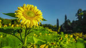 😉 when not in flower, it's hard to tell the difference at 10 feet away. Common Sunflower Look Alikes