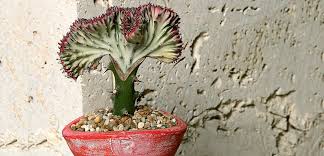 Image result for Euphorbia