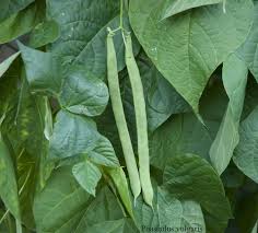 Image result for Phaseolus