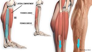 Tenocytes synthesize the collagen fibres that they surround. How To Draw The Lower Leg Anatomy For Artists Proko