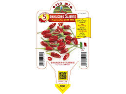 Il peperoncino rosso piccante è un ortaggio coltivato in tutto il mondo che è stato consumato a il nome scientifico del peperoncino, alimento ricco di proprietà per la salute umana, è capsicum annum. Peperoncino Diavolicchio Calabrese Vaso 14 L Angolo Verde