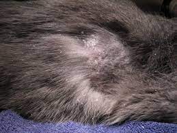Cat hair loss can seem quite alarming if you discover your cat is suffering from it. Manga Themes Weight Loss Hair Loss In Cats