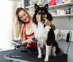 Poor dental health has also been linked to kidney and heart disease in dogs. Pet Grooming Services Now Deemed Essential During Provincewide Stay At Home Order City Of Port Colborne