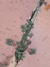 Image result for Euphorbia prostrata