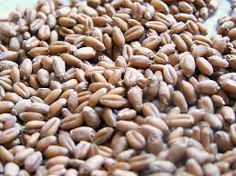 Wheat Berry - Wikipedia