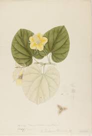 Image result for Malvaceae: Byttnerioideae, Helicteroideae