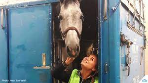 How A Horse Flies