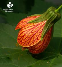 Image result for Abutilon austro-africanum