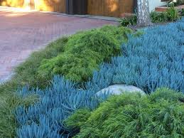 Image result for tbn:HNtrRnQBmFuaxM::www.bluechopsticks.com/img_large/800CC_0805S1015.jpg