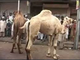 In value terms, camel meat production declined slightly to $x in 2019 estimated in export prices. Camel Meat Dishes Youtube