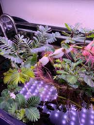 Image result for Neptunia oleracea