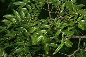Image result for Brachystegia boehmii