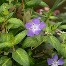 Image result for Vinca major