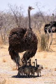 Bird That Looks Like An Ostrich Ostrich Chicks Animals Animals Wild Ostriches