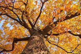 Consider the dwarf chinkapin oak on any site as a part of a food plot program. How Old Do Oak Trees Get And How Do You Determine The Age My Backyard Life
