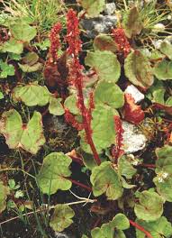 Image result for Aneilema dispermum