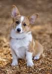 Pembroke Welsh Corgi Dog Breed Information, Pictures ...
