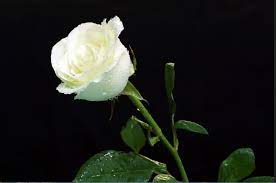 Cukup dengan memberikannya pada seseorang maka maksud kita bisa tersampaikan tanpa harus mulut berucap. 10 Cara Menanam Bunga Mawar Putih Yang Cantik Artikel Pertanian Website Resmi Desa Mekarmulya