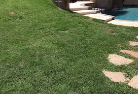 Easy repair for grass brown bare spot damage from dog urine spots and other damage that need lawn repair and restoration. Dog Urine Grass Repair Sgt Poopers