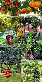 Top 10 Fruits To Grow In Containers Top Fruit Plants Fruit Trees Container Gardening Fruit Potted Fruit Trees Growing Fruit Trees