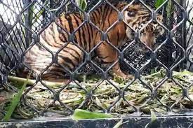 Kandang gupon, kandang macan, kandang dongdang, kandang wartel cara membuat kandang macan untuk burung merpati dari kayu bekas. Harimau Lepas Dari Sinka Zoo Singkawang Dilumpuhkan Dengan Peluru Tajam Antara News Megapolitan