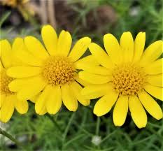 Image result for Dyssodia tenuiloba