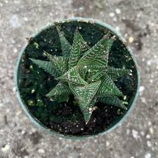 Image result for Haworthia limifolia