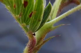 Image result for Chamaecrista biensis