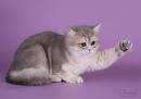 Blue golden british shorthair kittens - Breeders Online