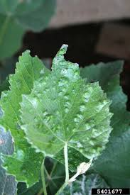 Image result for Colomerus vitis