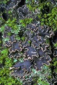 Image result for Hyparrhenia collina