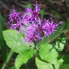 Image result for Vernonia jelfiae