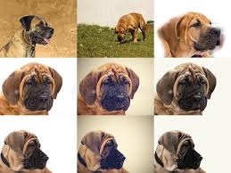 Wir bieten hier einen boerboel /cane coso mix an die eltern sind sehr wesensstarke, ruhige und ausgeglichene tiere. 322 Cute Boerboel Puppy Photos Free Royalty Free Stock Photos From Dreamstime