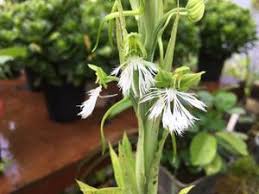 Image result for Habenaria silvatica