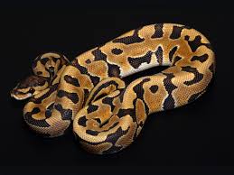 Find ball pythons for sale at your local petsmart store! Puzzle Ball Morph List World Of Ball Pythons